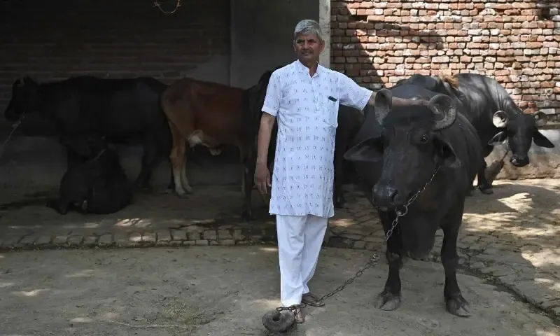 Biogas Becomes Key Alternative to LPG in India