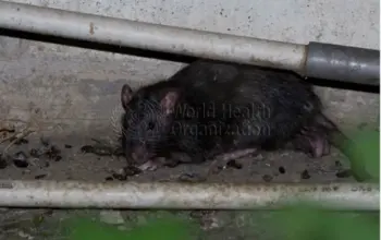 cruise ship hantavirus outbreak — PK news